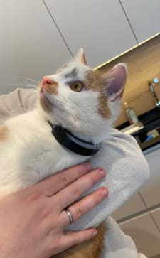 GPS Tracker - Traceer En Bescherm Je Huisdier Overal: Mini GPS Locator Voor Honden En Katten Met Real Time Tracking Waterdicht Ontwerp Geschiedenisroute En Gratis App Voor Eenvoudige Monitoring