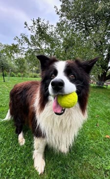 Dog wearing a dog GPS tracker