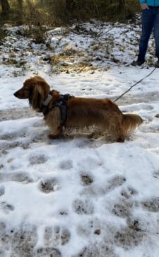Dog wearing a white dog GPS tracker