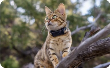 Katze auf einem Baum