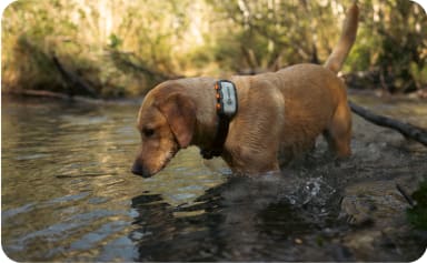 Un cane che indossa un GPS Tractive XL in un torrente