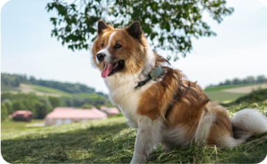 Hund med Tractive XL-tracker ved en bekk
