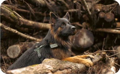 Dog with a Tractive XL tracker