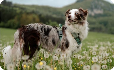 Dog with Tractive XL tracker