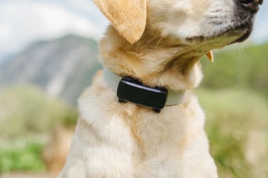Dog with tractive tracker