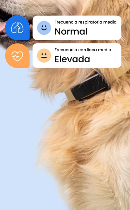 Perros