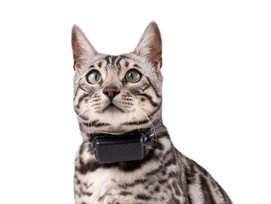 Kattentracker
