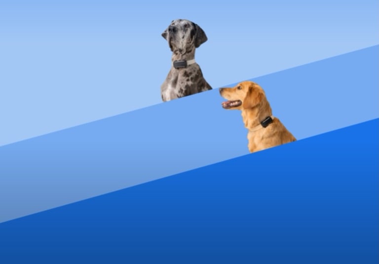 Dogs