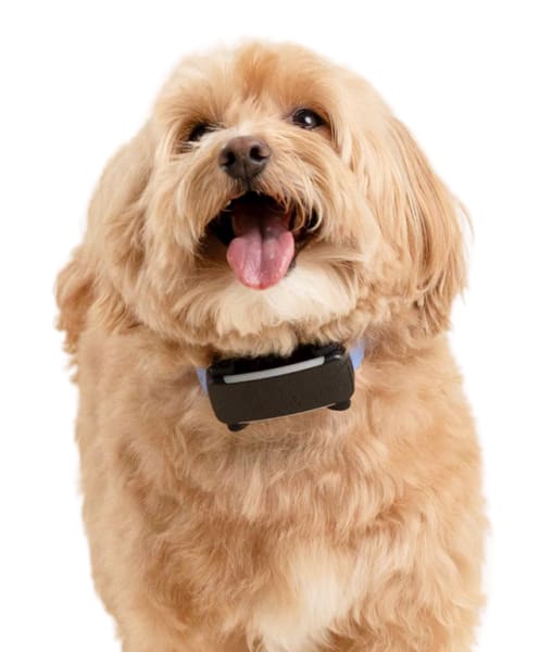 Small fluffy dog wearing a Tractive Dog 6 tracker in black, sitting and panting happily against a light background.