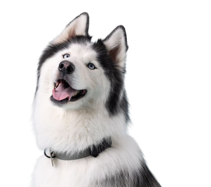 Hondenfoto