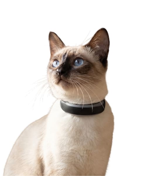 Tabby and white cat wearing a Tractive Cat Mini tracker, looking slightly upward against a light background.