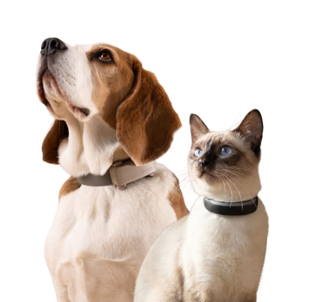 Beagle dog and silver-grey tabby cat, both wearing Tractive Dog 6 and Tractive Cat 5 tracker collars