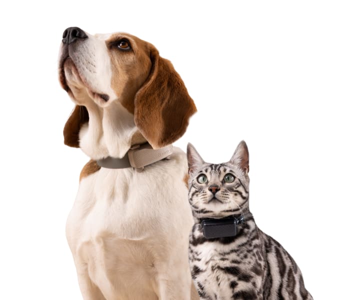 Beagle und silbergraue Tigerkatze, beide mit Tractive Dog 6 und Tractive Cat 5 Tracker-Halsbändern.