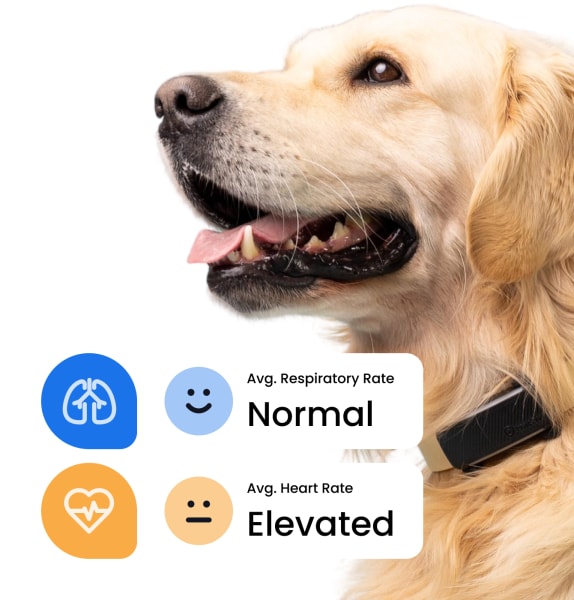 Golden retriever with Tractive Dog 6 tracker in black looking to the left
