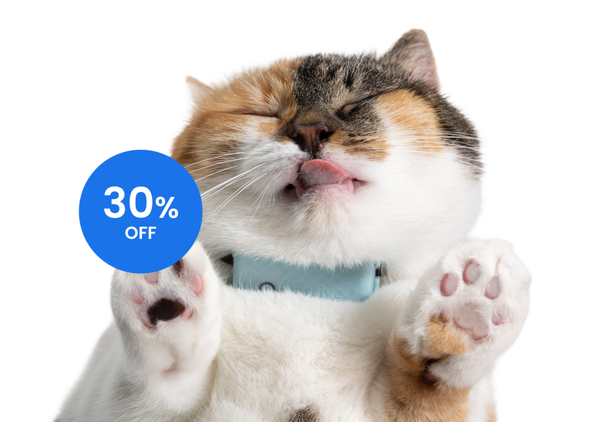 Cat with Tractive Cat Mini tracker in mint showing tongue