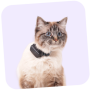 Cat with cat mini tracker