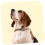Dog with dog 6 tracker
