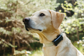 Molly avec un GPS Tractive DOG 6