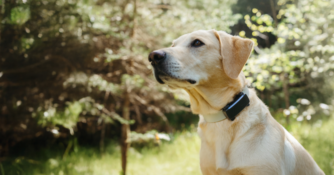 Nash, le chien Tractive, au « travail » au bureau