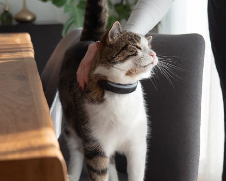 GPS Tracker Katze | Katzen Tracker | Tractive