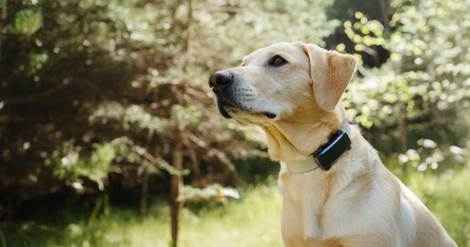 Nash, le chien Tractive, au « travail » au bureau