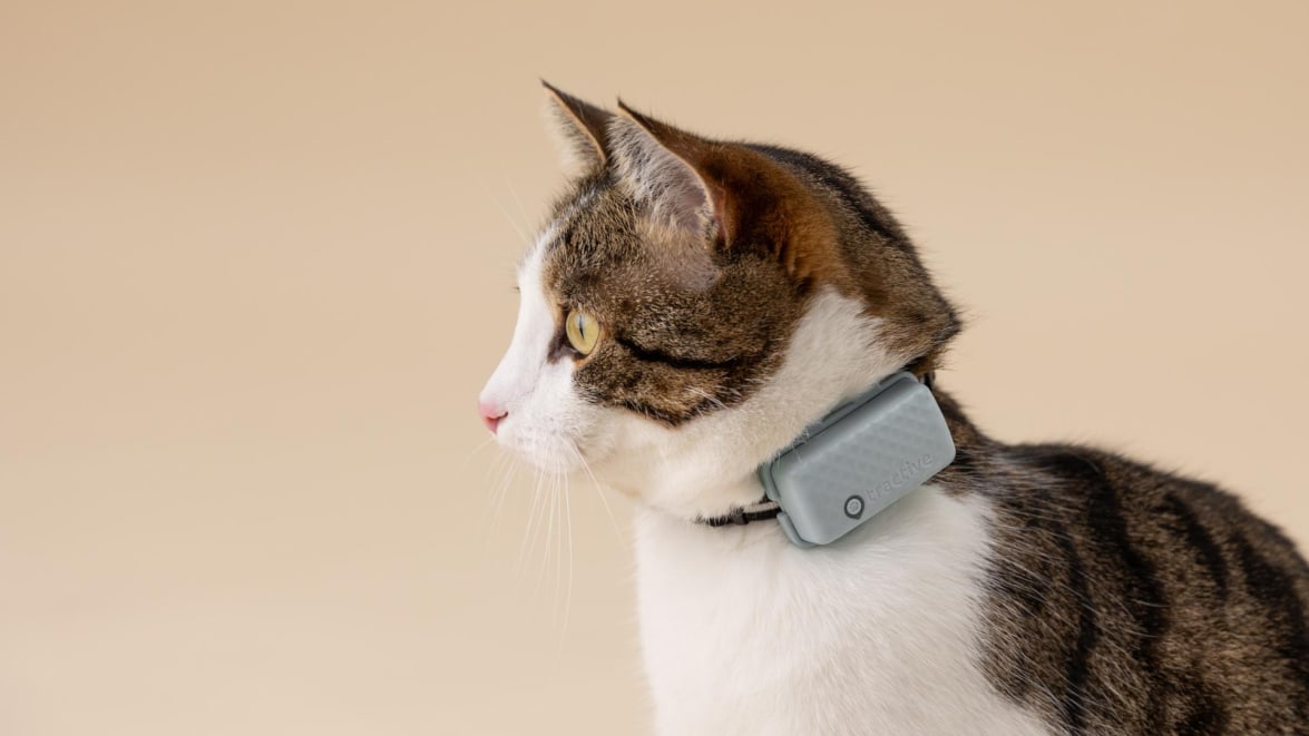 Collier GPS Pour Chat Avec Cloche – Léger, Ajustable 22-34cm, Sécurité Anti-étranglement, Localisation Facile