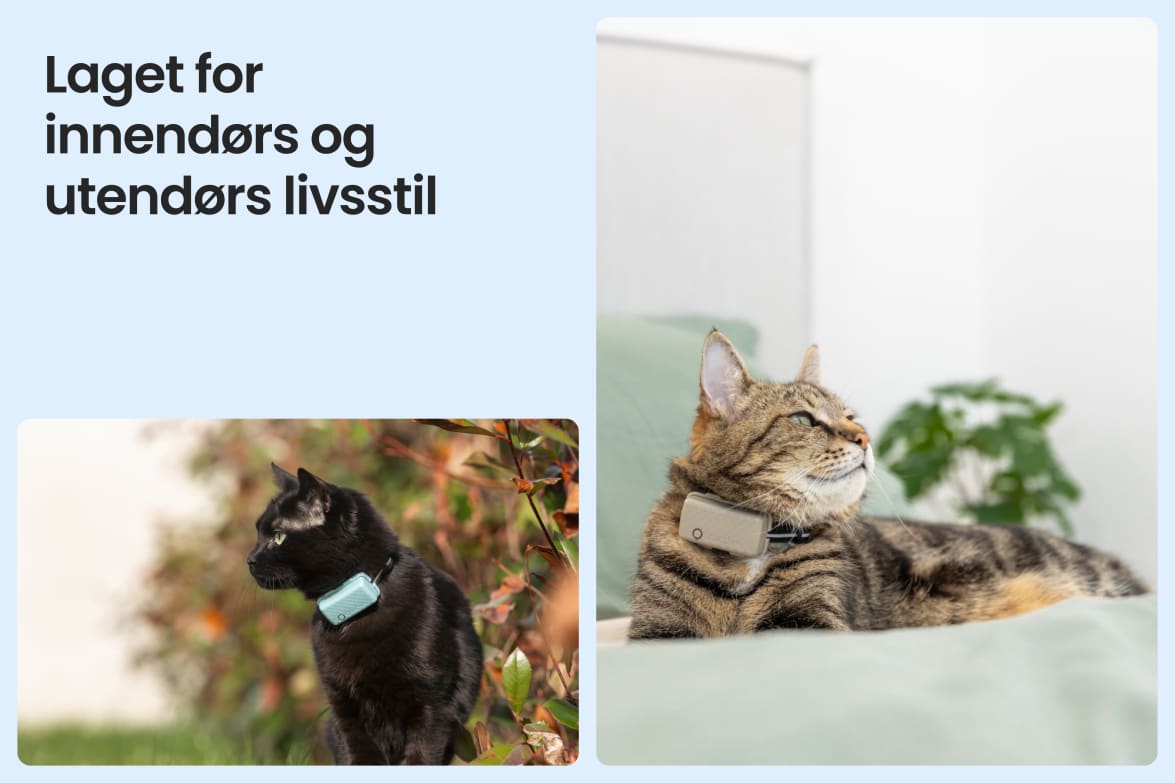 Tractive CAT Mini shown on indoor and outdoor cats, demonstrating versatility for all lifestyles.