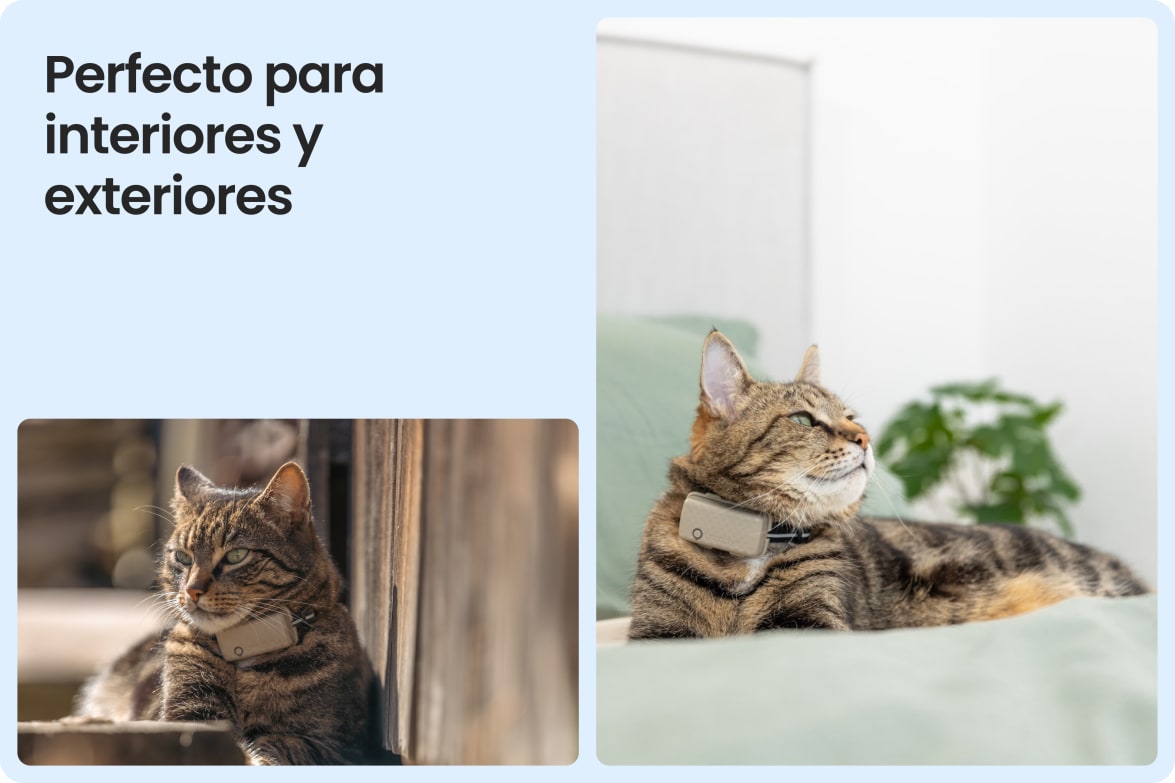 Tractive CAT Mini shown on indoor and outdoor cats, demonstrating versatility for all lifestyles.