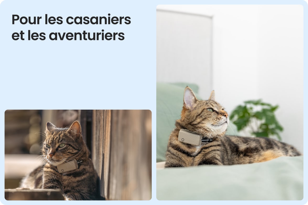 Tractive CAT Mini shown on indoor and outdoor cats, demonstrating versatility for all lifestyles.