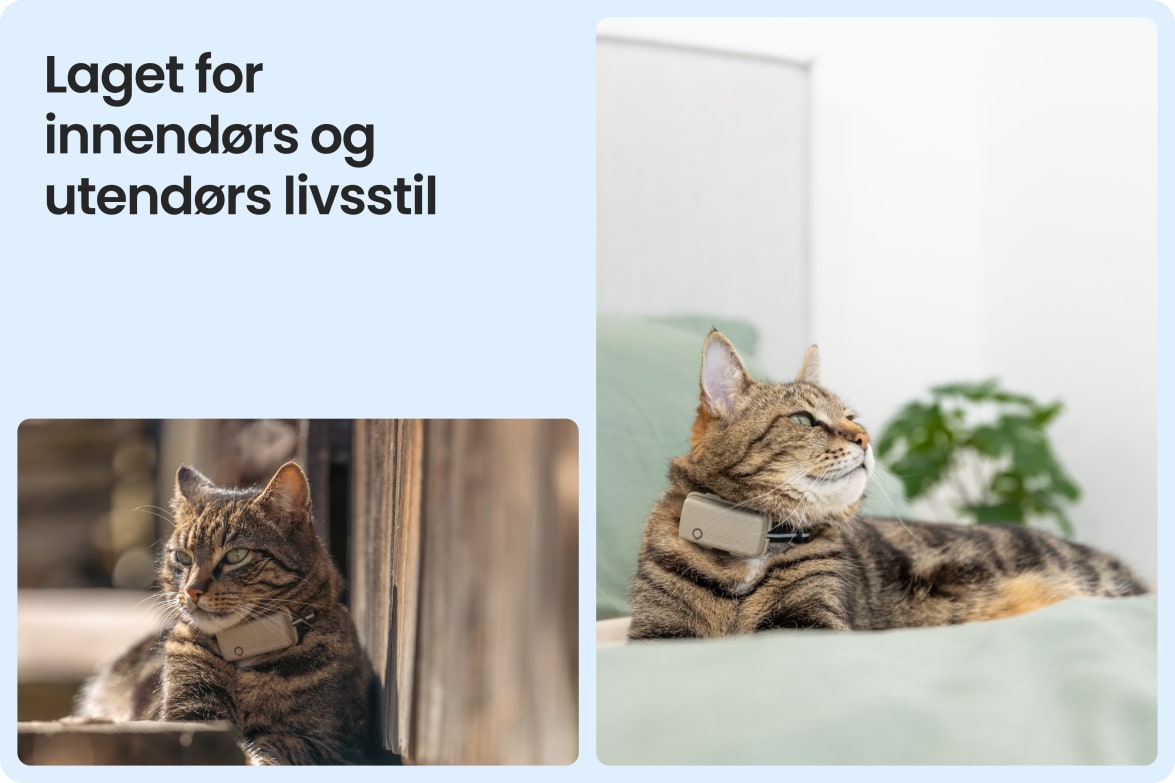 Tractive CAT Mini shown on indoor and outdoor cats, demonstrating versatility for all lifestyles.