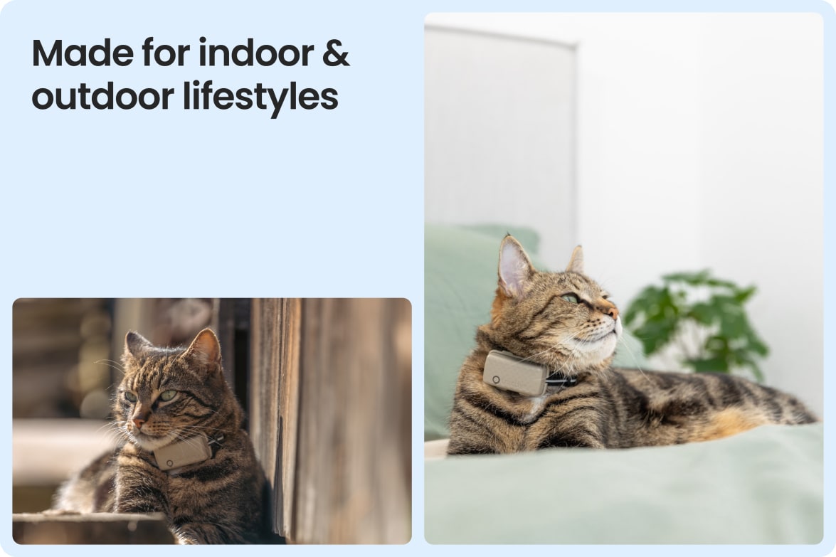 Tractive CAT Mini shown on indoor and outdoor cats, demonstrating versatility for all lifestyles.