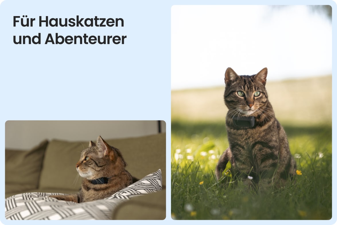 Tractive CAT Mini shown on indoor and outdoor cats, demonstrating versatility for all lifestyles.