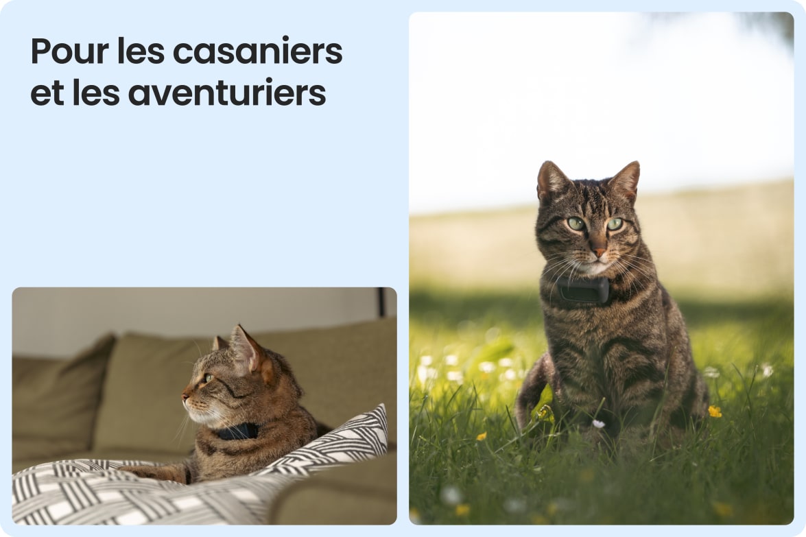Tractive CAT Mini shown on indoor and outdoor cats, demonstrating versatility for all lifestyles.