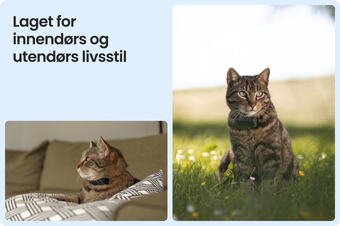 Tractive CAT Mini shown on indoor and outdoor cats, demonstrating versatility for all lifestyles.