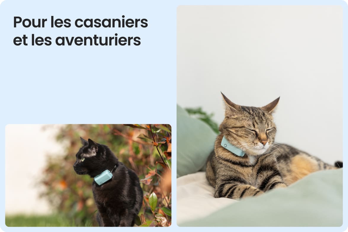 Tractive CAT Mini shown on indoor and outdoor cats, demonstrating versatility for all lifestyles.