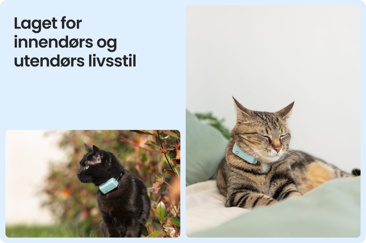 Tractive CAT Mini shown on indoor and outdoor cats, demonstrating versatility for all lifestyles.