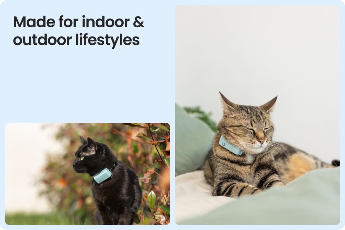 Tractive CAT Mini shown on indoor and outdoor cats, demonstrating versatility for all lifestyles.