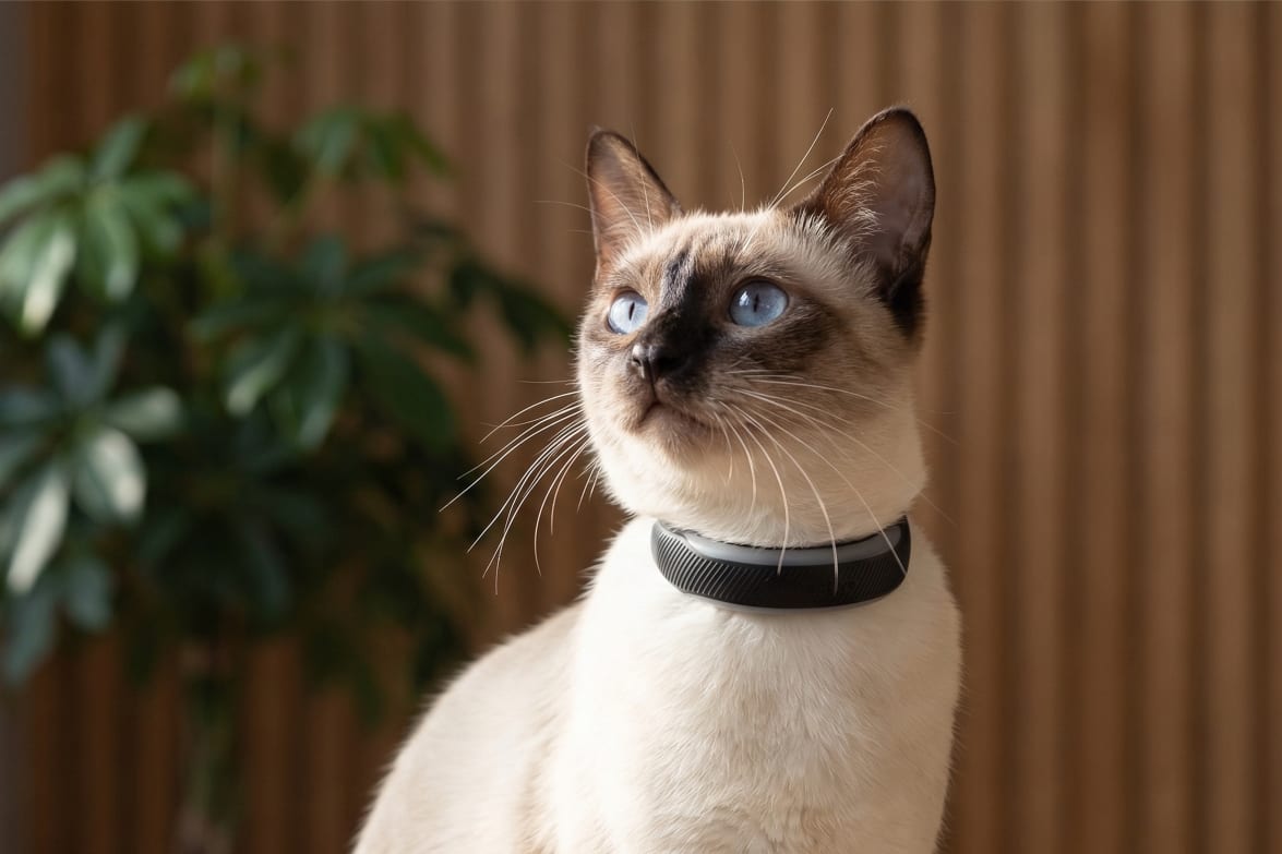 Siamese cat wearing the Tractive CAT 6 Mini collar-integrated GPS tracker