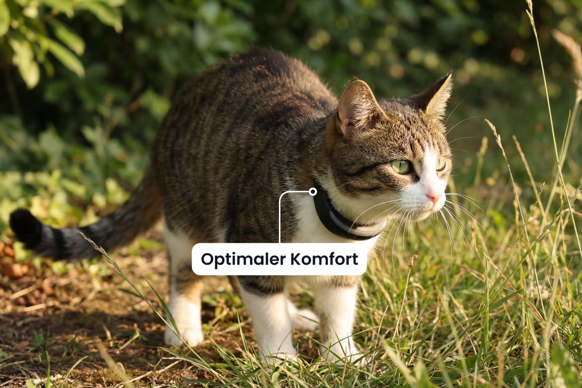 GPS Tracker Katze | Katzen Tracker | Tractive