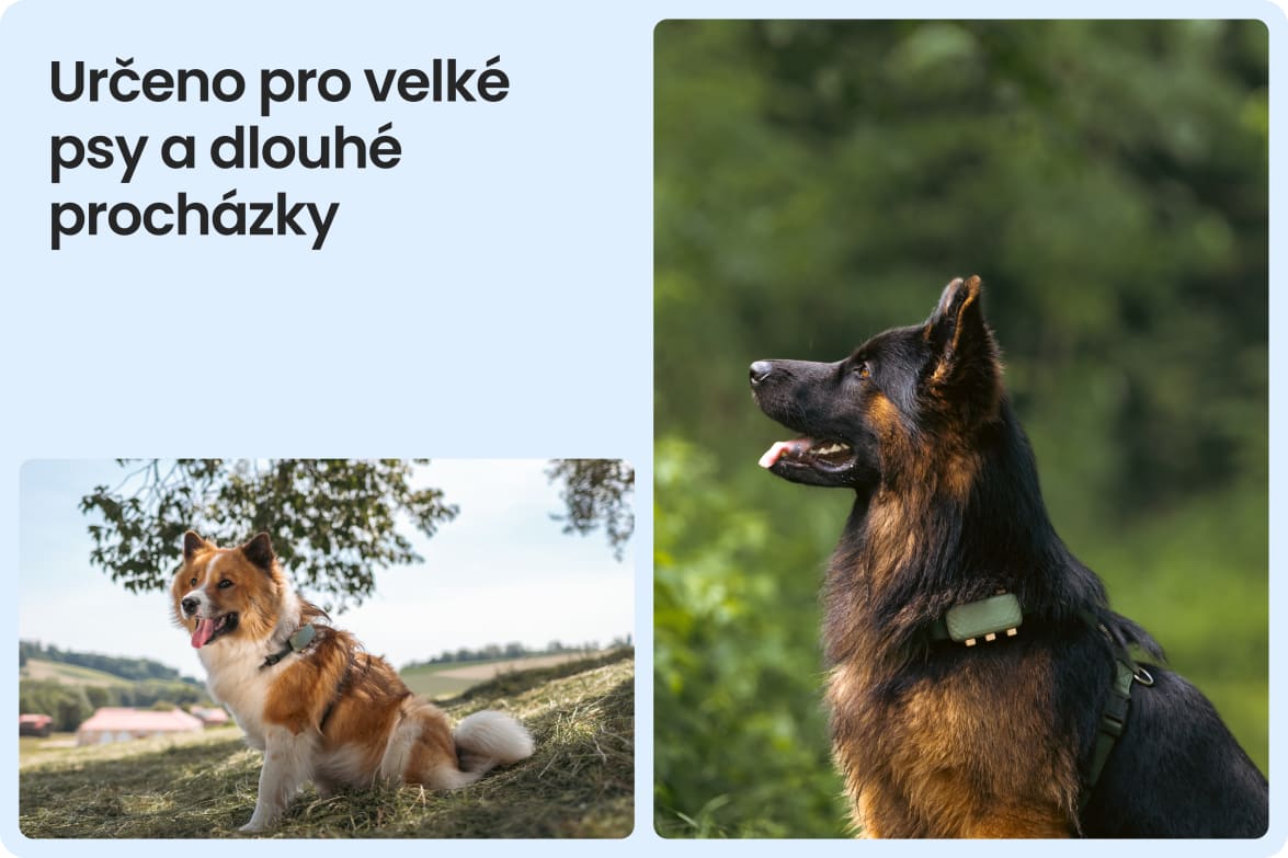 Tractive DOG XL shown on large dogs outdoors, emphasizing fit for long walks and active lifestyles.
