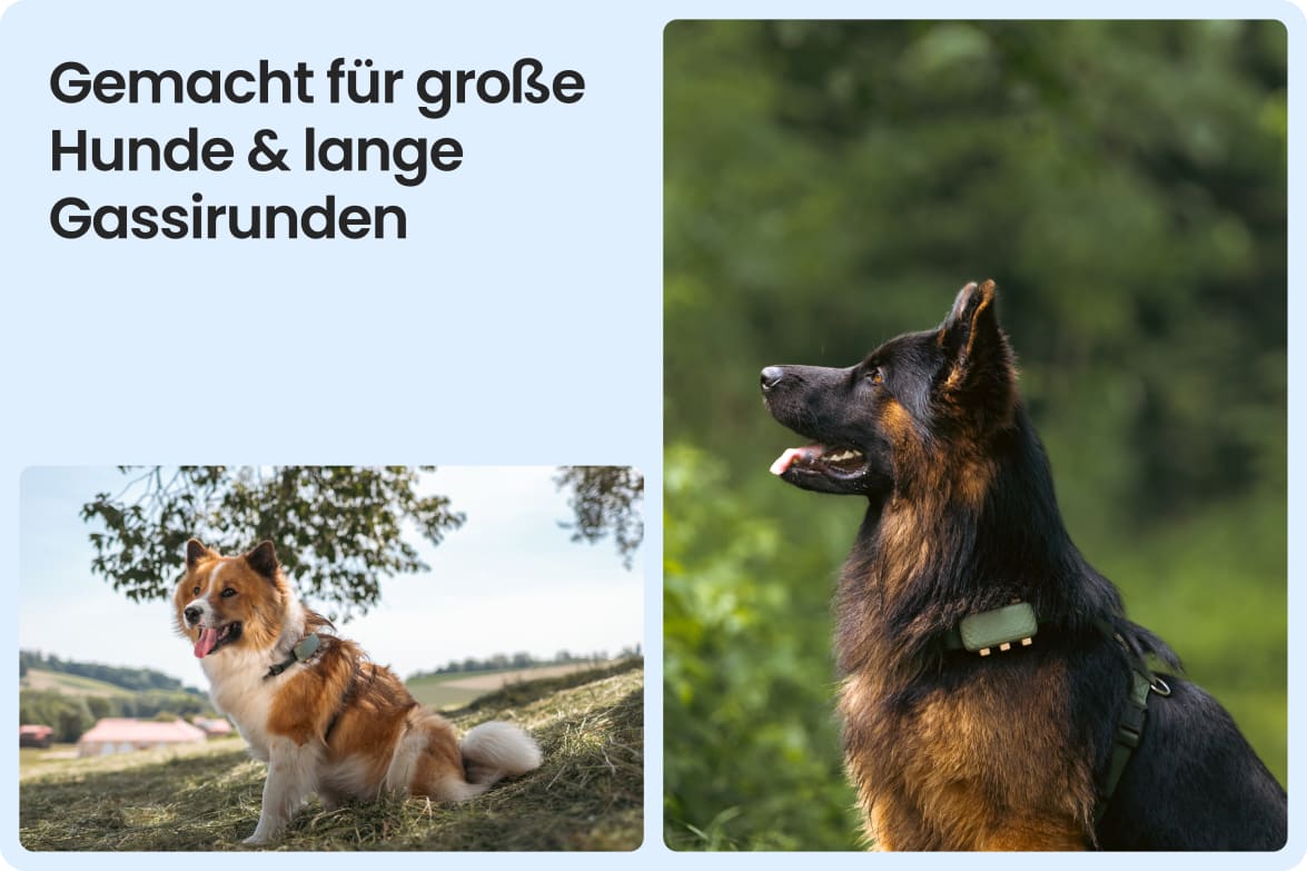 Tractive DOG XL shown on large dogs outdoors, emphasizing fit for long walks and active lifestyles.