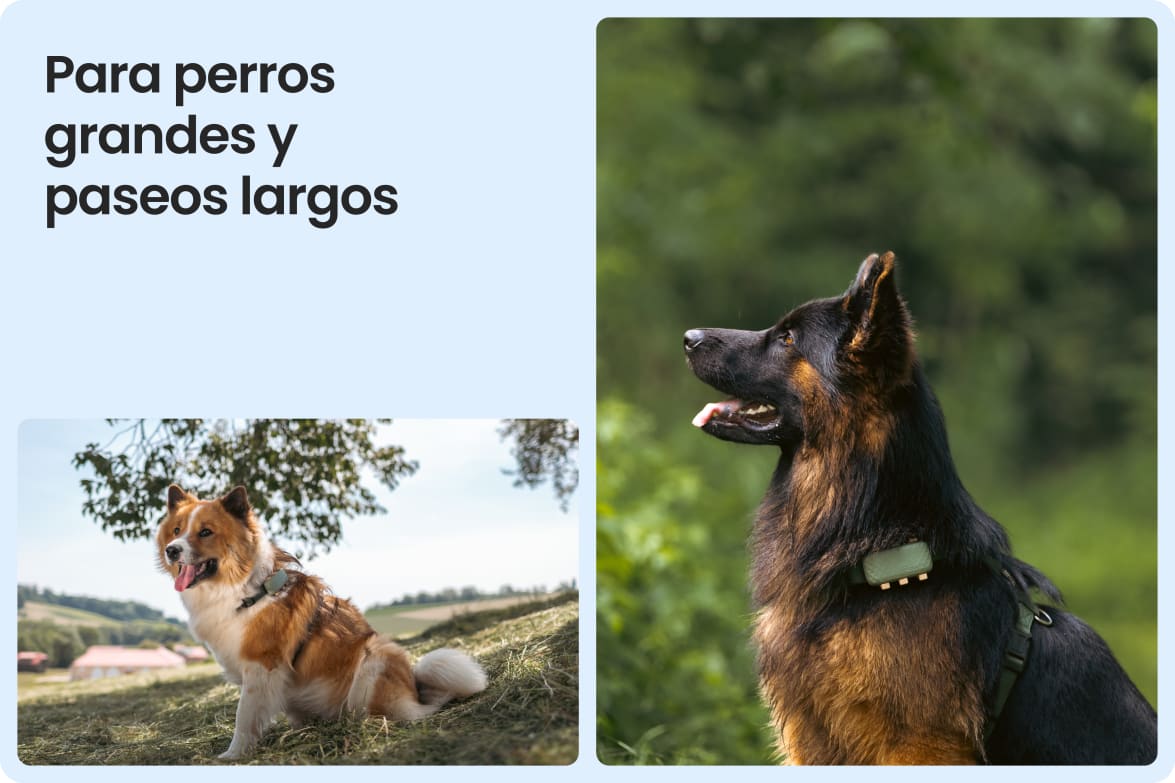 Tractive DOG XL shown on large dogs outdoors, emphasizing fit for long walks and active lifestyles.