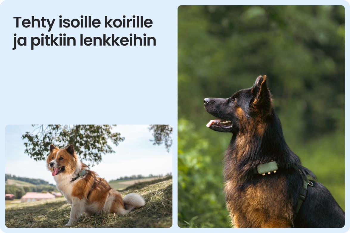 Tractive DOG XL shown on large dogs outdoors, emphasizing fit for long walks and active lifestyles.