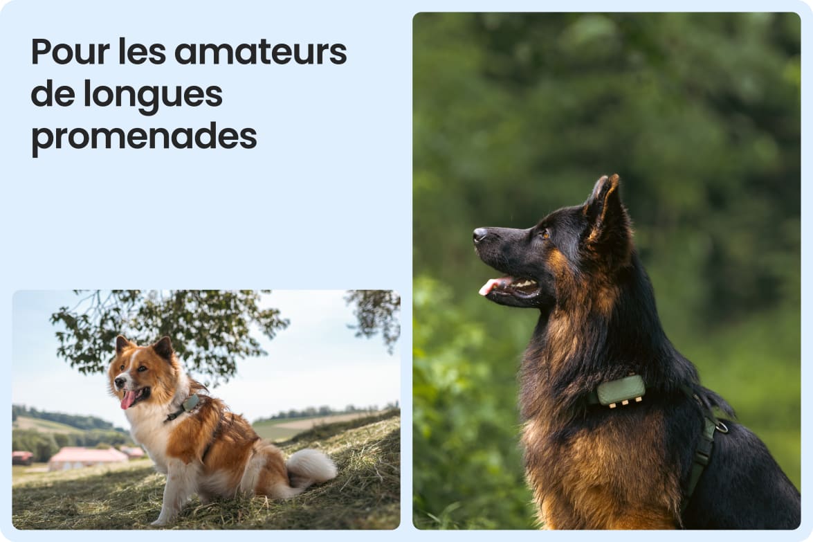 Tractive DOG XL shown on large dogs outdoors, emphasizing fit for long walks and active lifestyles.