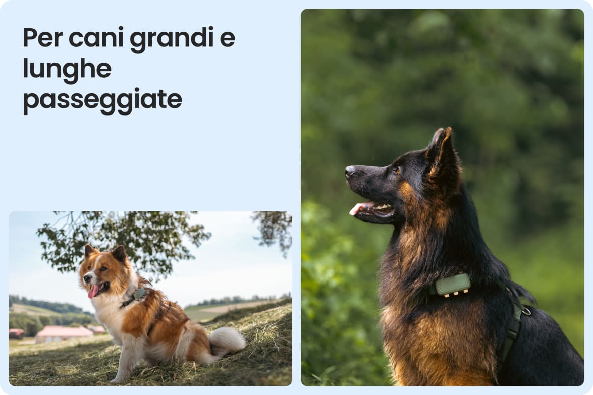 Tractive DOG XL shown on large dogs outdoors, emphasizing fit for long walks and active lifestyles.