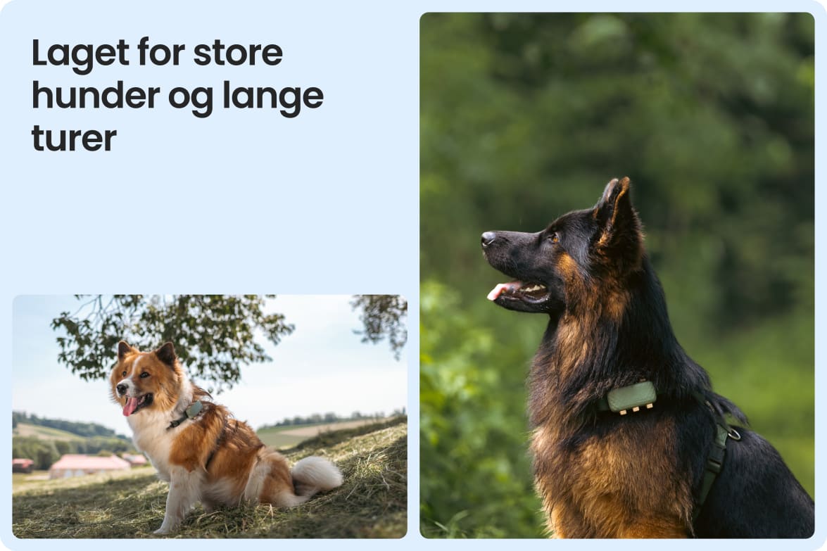 Tractive DOG XL shown on large dogs outdoors, emphasizing fit for long walks and active lifestyles.