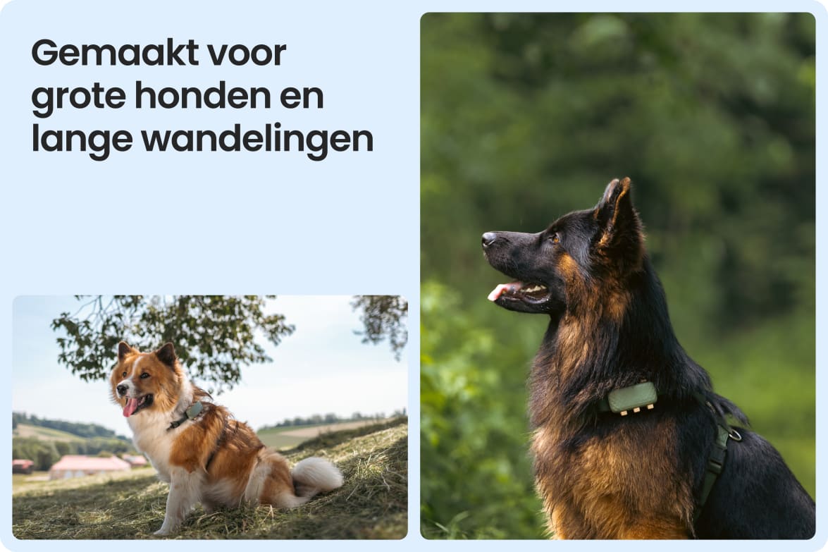 Tractive DOG XL shown on large dogs outdoors, emphasizing fit for long walks and active lifestyles.