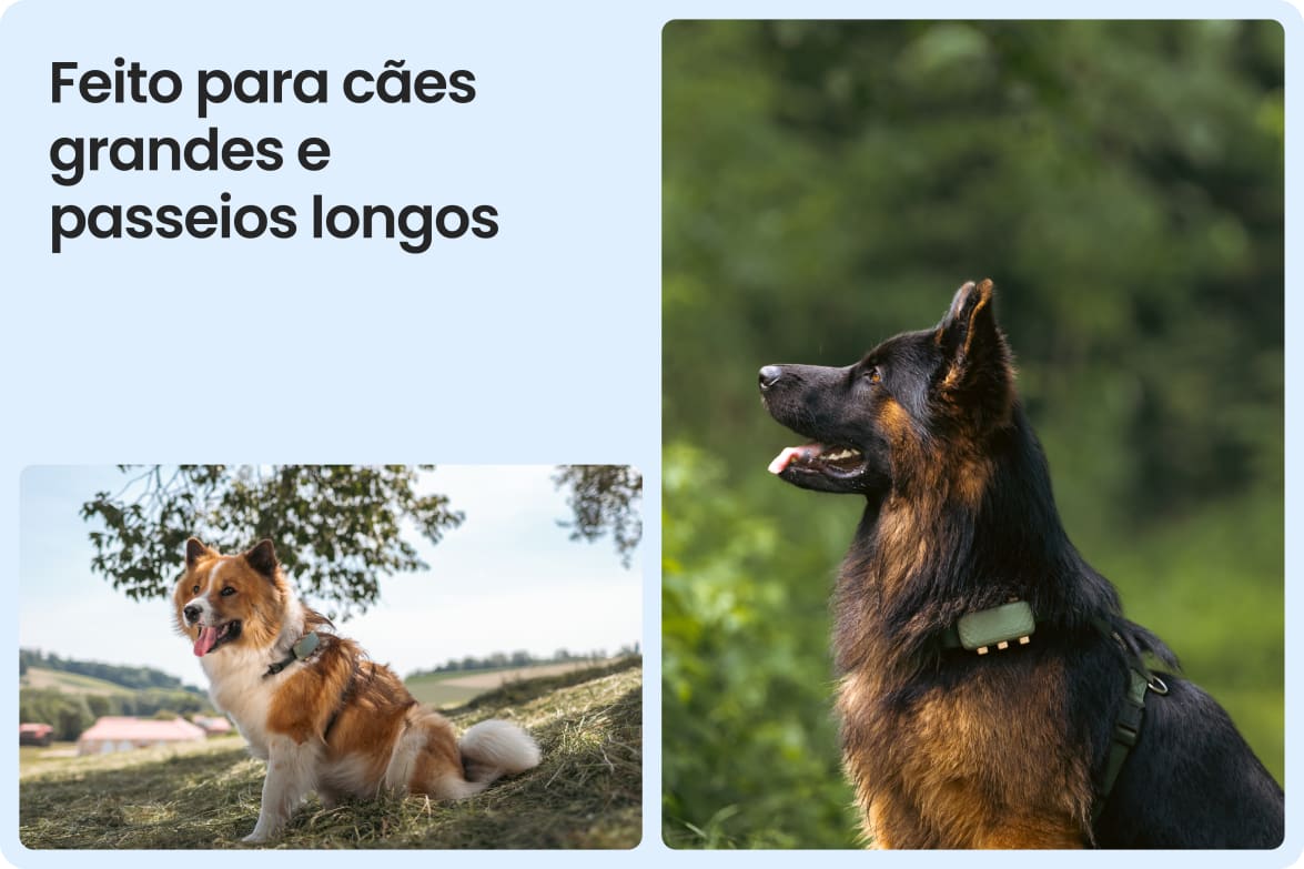 Tractive DOG XL shown on large dogs outdoors, emphasizing fit for long walks and active lifestyles.