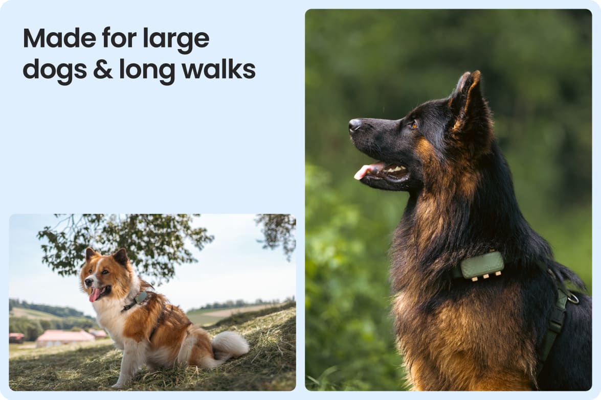 Tractive DOG XL shown on large dogs outdoors, emphasizing fit for long walks and active lifestyles.