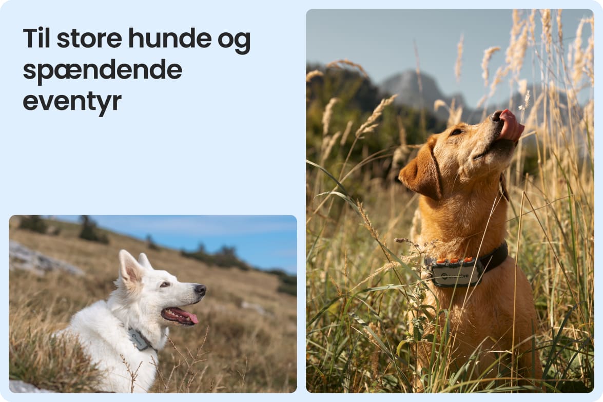 Tractive DOG XL Adventure shown on large dogs in rugged outdoor settings, suited for tough conditions.